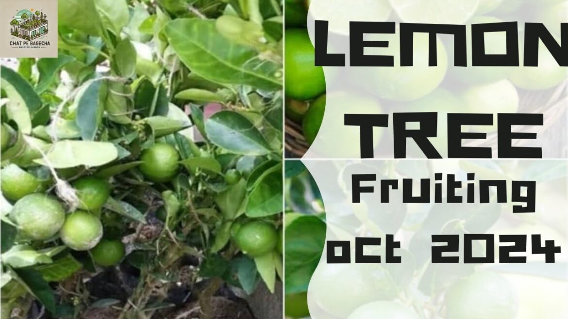 Lemon Trees Produce Fruit in OCT 2024 Terrae#gardening#farming Lemon Trees Produce Fruit in OCT 2024 Terrae#gardening#farming