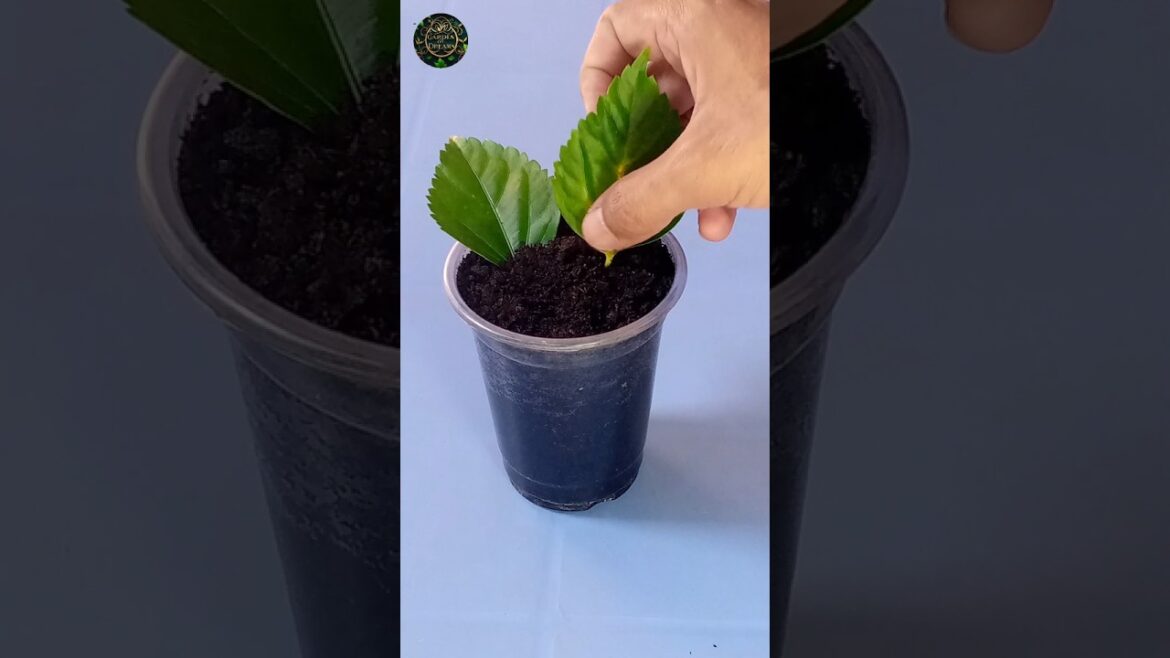How to Propagate Hibiscus from Leaves #shorts #garden #tips How to Propagate Hibiscus from Leaves #shorts #garden #tips