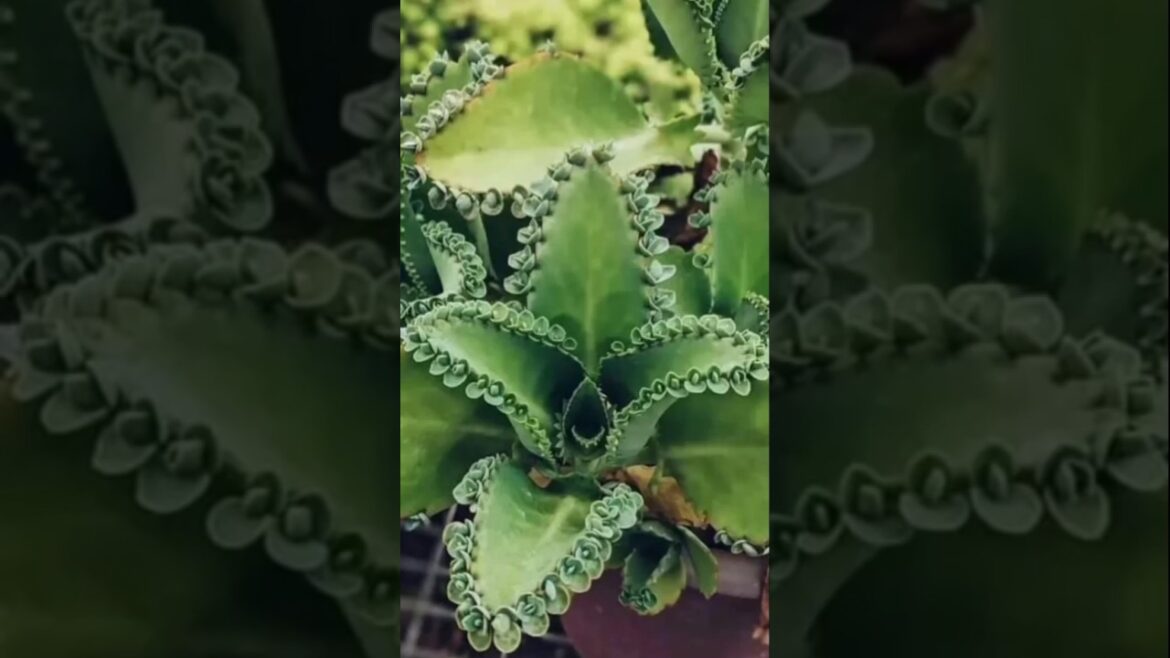 How to propagate Mother of Thousands 🪴🪴#plants #shorts #propagation
