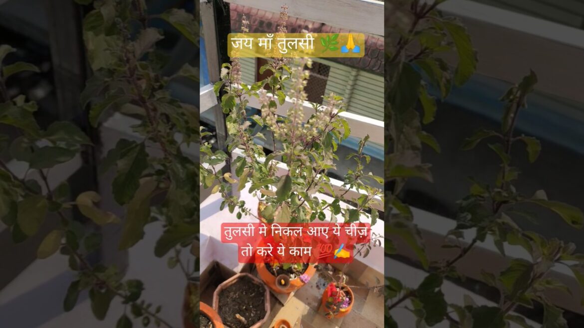 तुलसी मे निकल आए ये चीज़ तो करे ये उपाय 💯🕉️✍️🙏#shorts #viral #tulsi care tips#astrologyy #true fact 👍