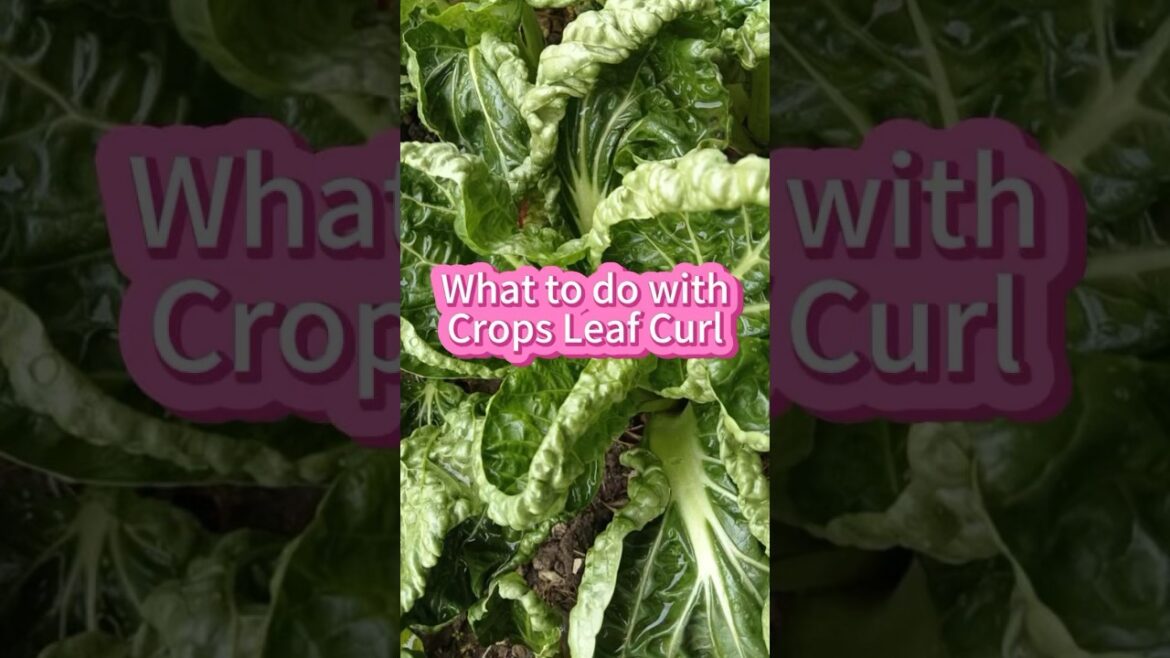 How to treat leaf curl #garderningtips #gardening #farming #veggiegarden