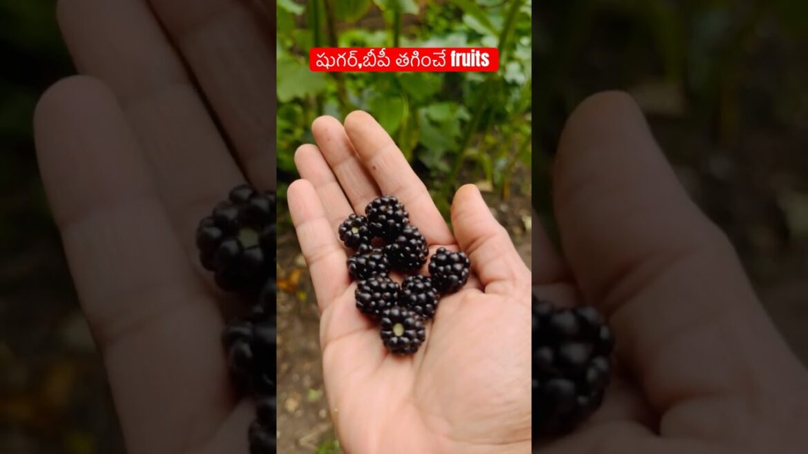 Harvesting Blackberries #gardening #telugushorts#teluguvlogs#shorts #ytshorts