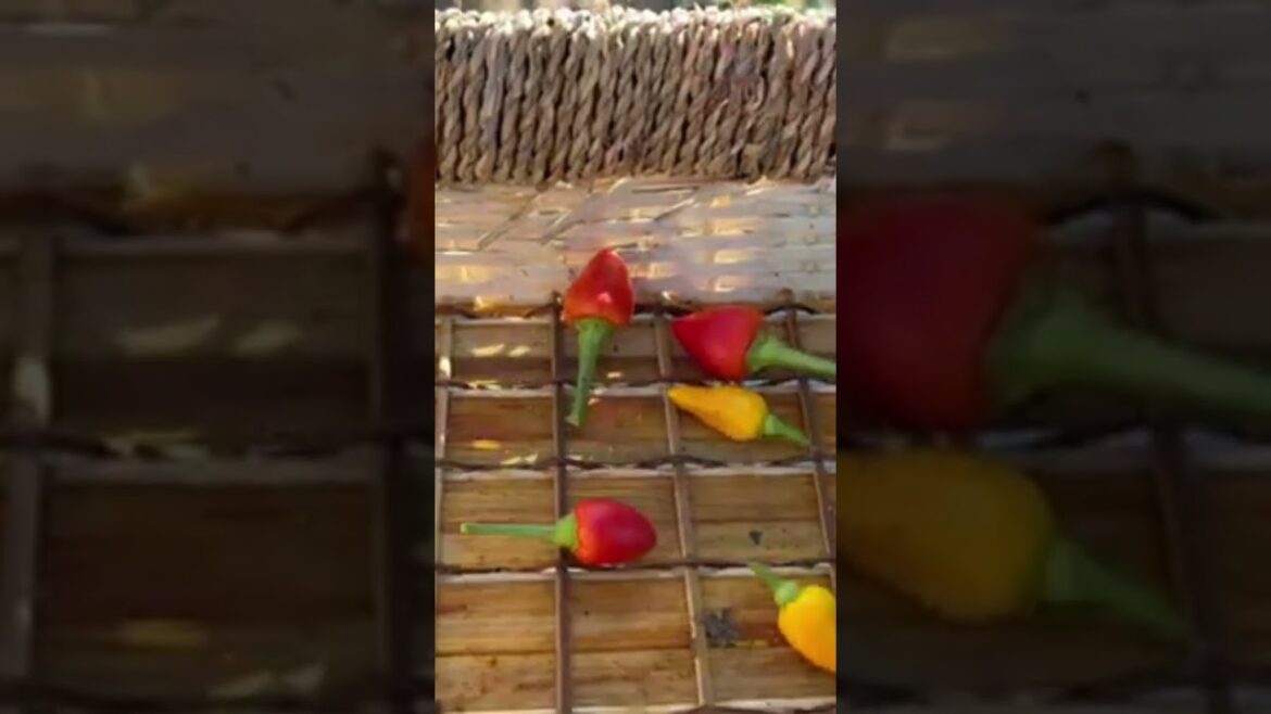 Instagram Reels: How They Got So Bad