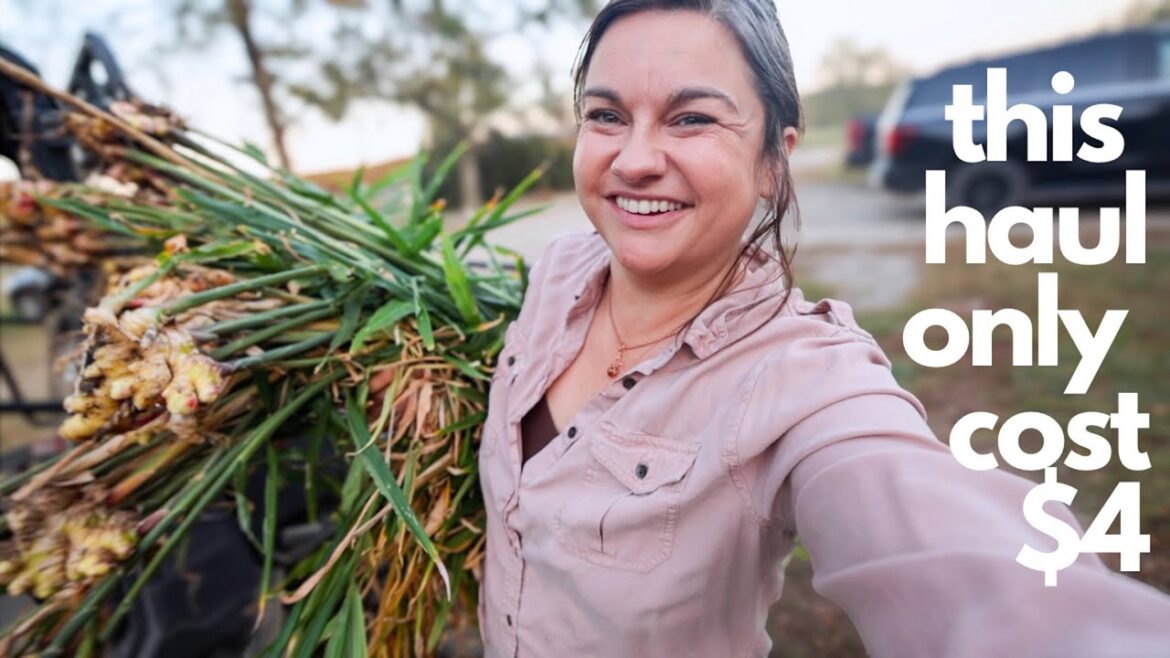 Roots and Refuge Farm: This Grew from Grocery Store Food! (Why I don’t do huge harvest videos anymore) | VLOG This Grew from Grocery Store Food! (Why I don't do huge harvest videos anymore) | VLOG