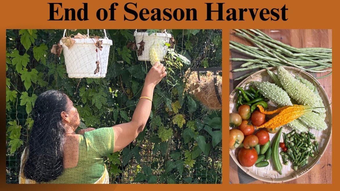 Container Garden II End of Year Harvest II September 2024