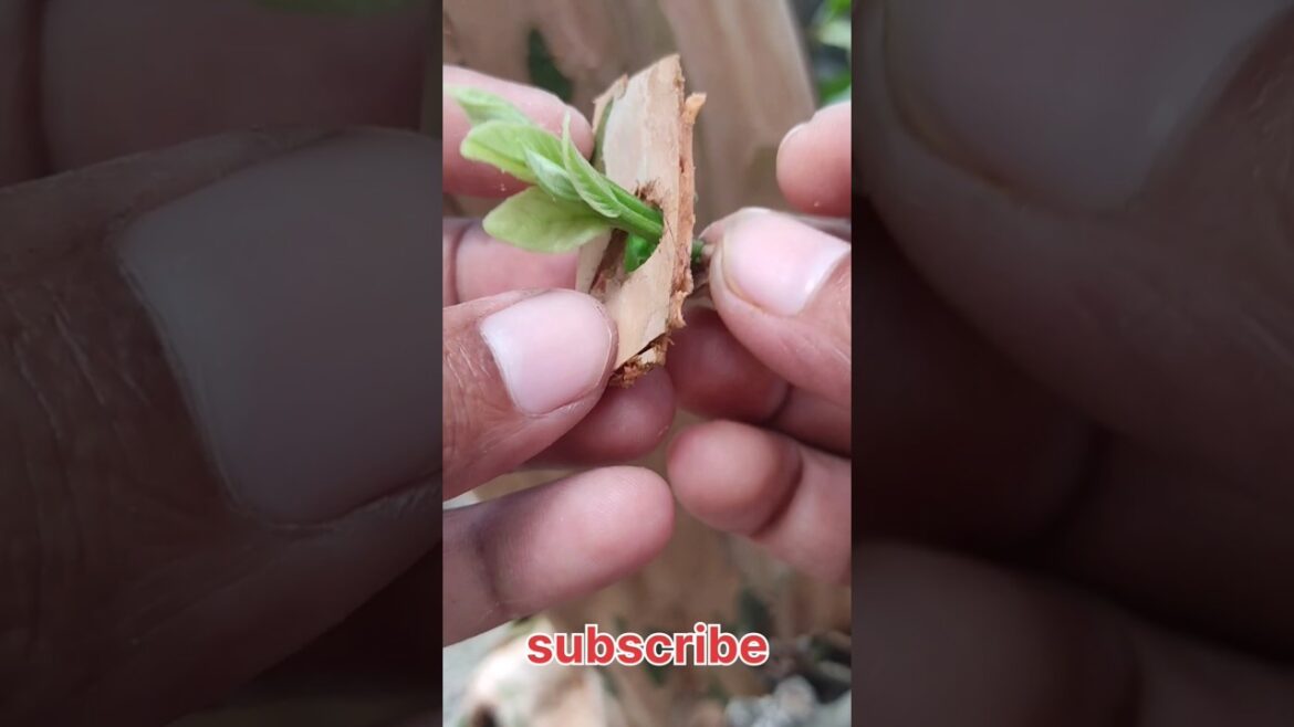 अमरुद के पौधे पर ग्राफ्टिंग का बिल्कुल नया तरीका | guava grafting #shorts #grafting #viral #guava