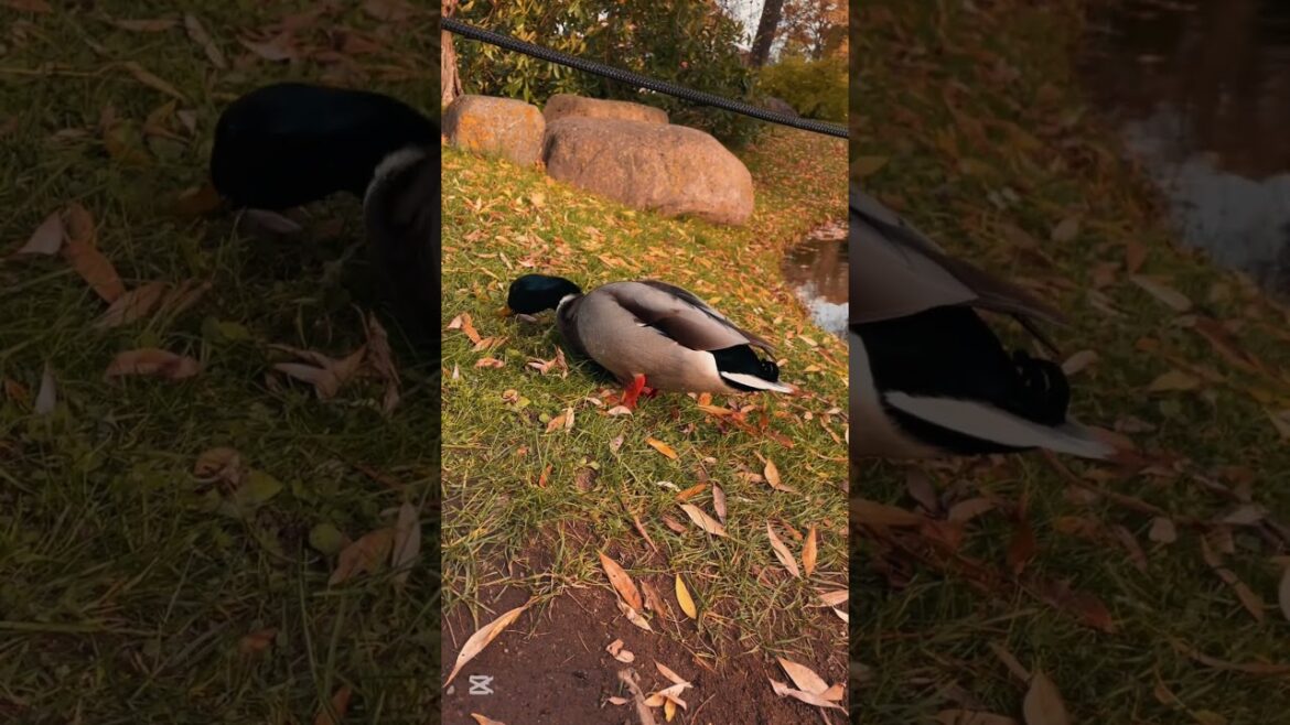 Japanese Garden  #tallin #videoshort  #cubanosporelmundo  #garden #japonese