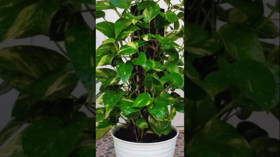 🌱Pothos: The Ultimate Low-Maintenance Indoor House Plants 🌱Pothos: The Ultimate Low-Maintenance Indoor House Plants