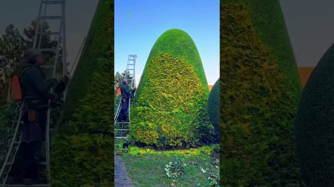 Satisfying garden work ππ#GardenWork #shorts #gardening #satisfying #work #gardenwork #grass Satisfying garden work ππ#GardenWork #shorts #gardening #satisfying #work #gardenwork #grass