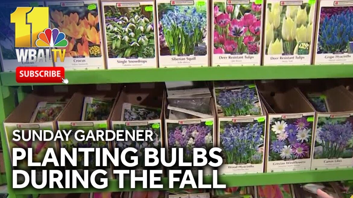 Sunday Gardener: Planting Bulbs in the fall