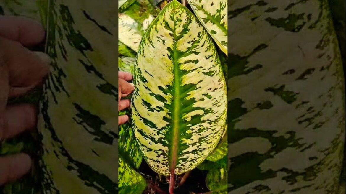Giant Homalomena Wallisii Camouflage /Adelonema wallisii #shorts #plants #plant #garden #vibes