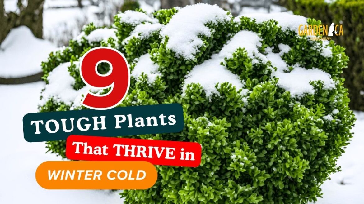 Top 9 TOUGH Plants That THRIVE in WINTER COLD 🌲❄️🌿 // Garden Answer