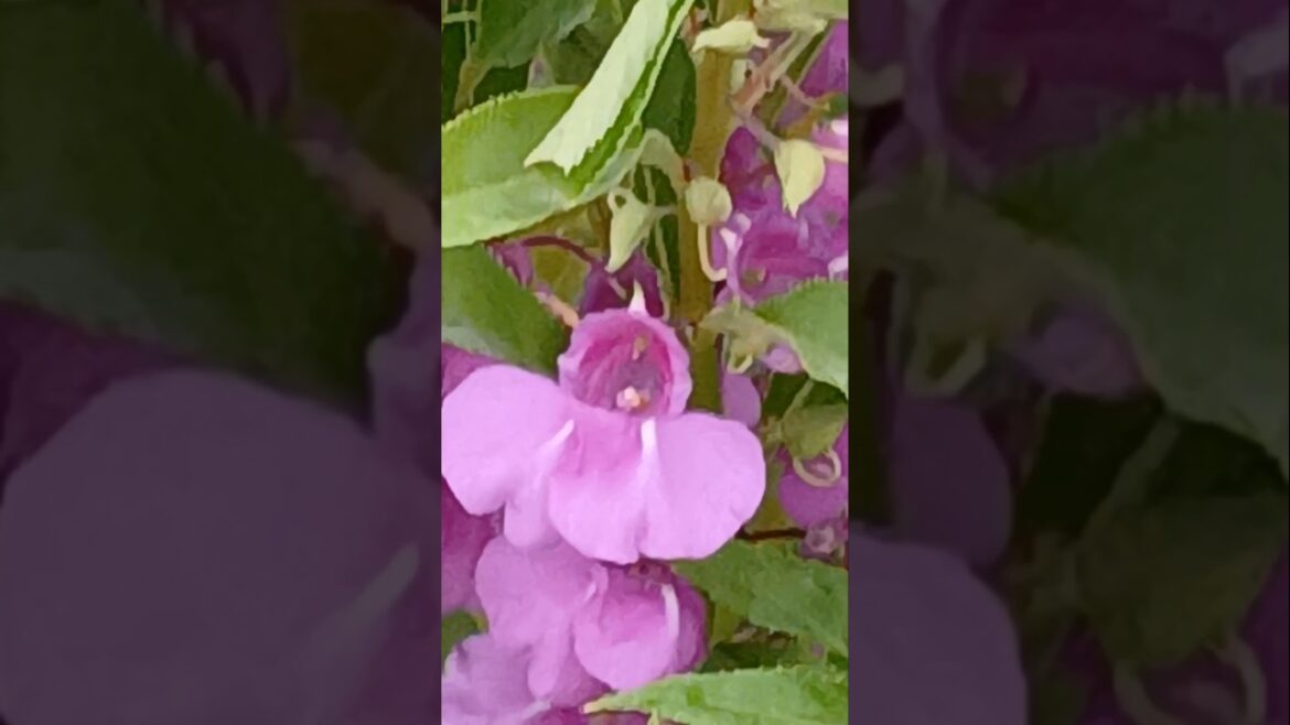 Pink flowers outside the villa and next to Okra plants Pink flowers outside the villa and next to Okra plants