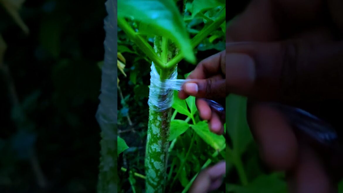 Vegetable stem grafting 🔥🔥#shorts #ytshorts #grafting #shortvideo #plantgrafting #plants #trending