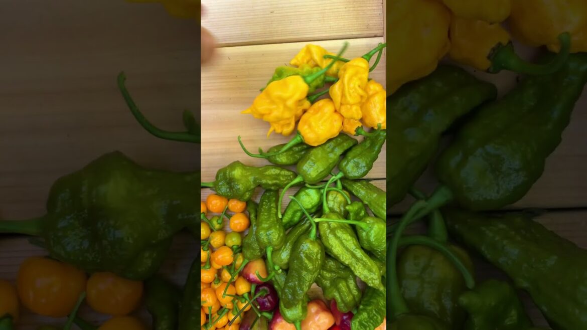 If you're not a fan of peppers, you might want to skip today's harvest