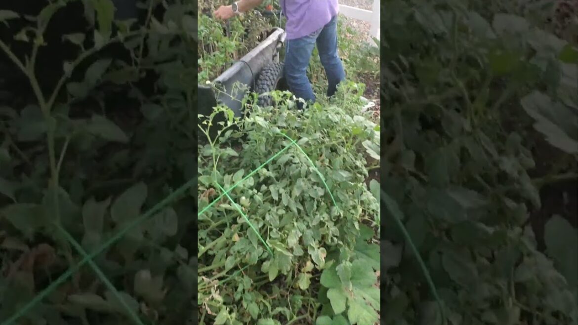 STOP Wasting Space And Create An EDIBLE LANDSCAPE Instead STOP Wasting Space And Create An EDIBLE LANDSCAPE Instead