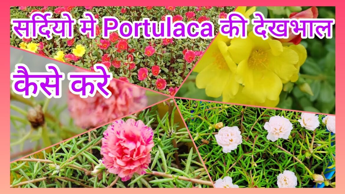सर्दियो मे Portulaca flowers plant की देखभाल कैसे करे?#mossrose#gardening#flowers #caretips