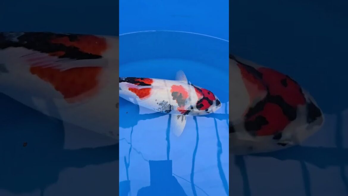 Koi purchases Japan trip 2024 20241023 141537