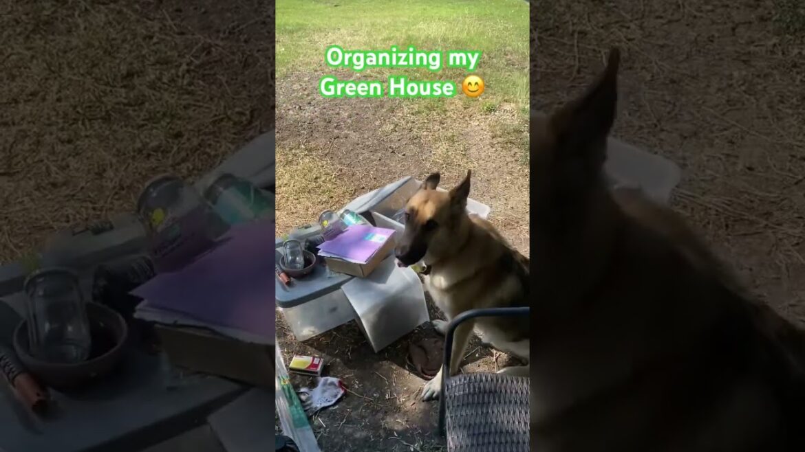 #Fall organization for spring planting. #gardening #gardeningtips #zone8 #fallgardening #minigarden