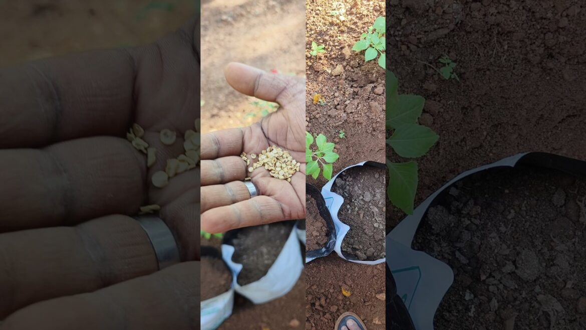Vegetable Gardening🌱 | LAZY VLOGS Part -8 #gardenig #youtubeshorts #nature #minivlog Vegetable Gardening🌱 | LAZY VLOGS Part -8 #gardenig #youtubeshorts #nature #minivlog