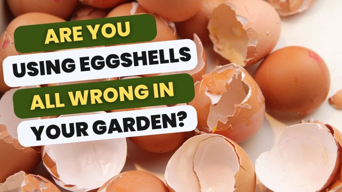 How to Use Eggshells in The Garden – Getting it Right. #organicgardening How to Use Eggshells in The Garden - Getting it Right. #organicgardening