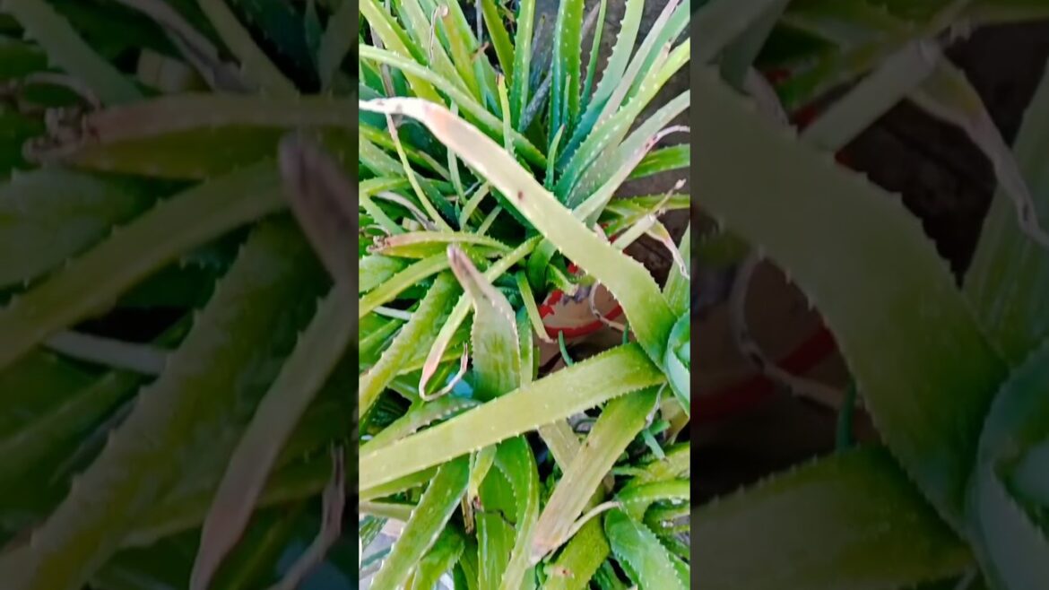 Aloevera कभी खराब नही होगा#shortsvideo #gardeningtips#viralshort #plants Aloevera कभी खराब नही होगा#shortsvideo #gardeningtips#viralshort #plants