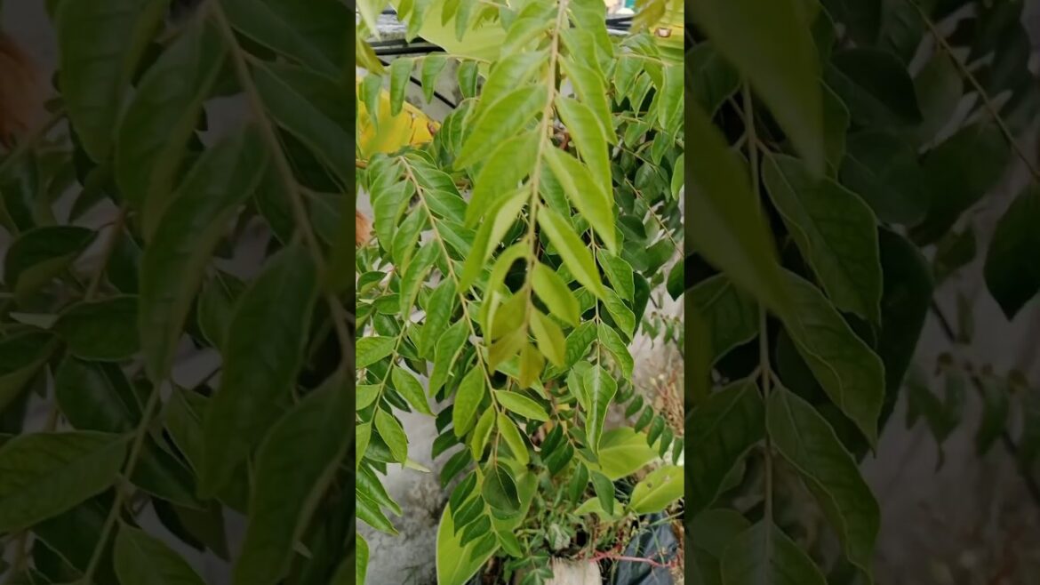 Curry patta plant kaise lagaye #shorts#garden #curry plant #viralshorts Curry patta plant kaise lagaye #shorts#garden #curry plant #viralshorts