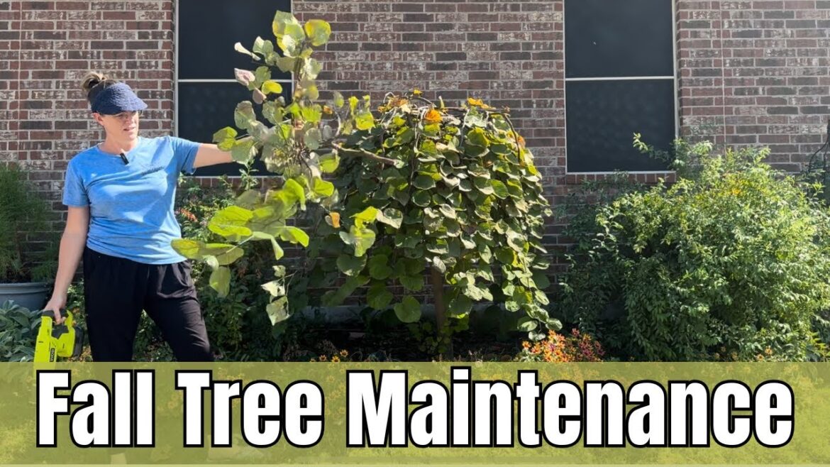 ππ Fall Tree Maintenance: Pruning, Pest Control & Fertilizing Tips for Healthier Trees ππ Fall Tree Maintenance: Pruning, Pest Control & Fertilizing Tips for Healthier Trees