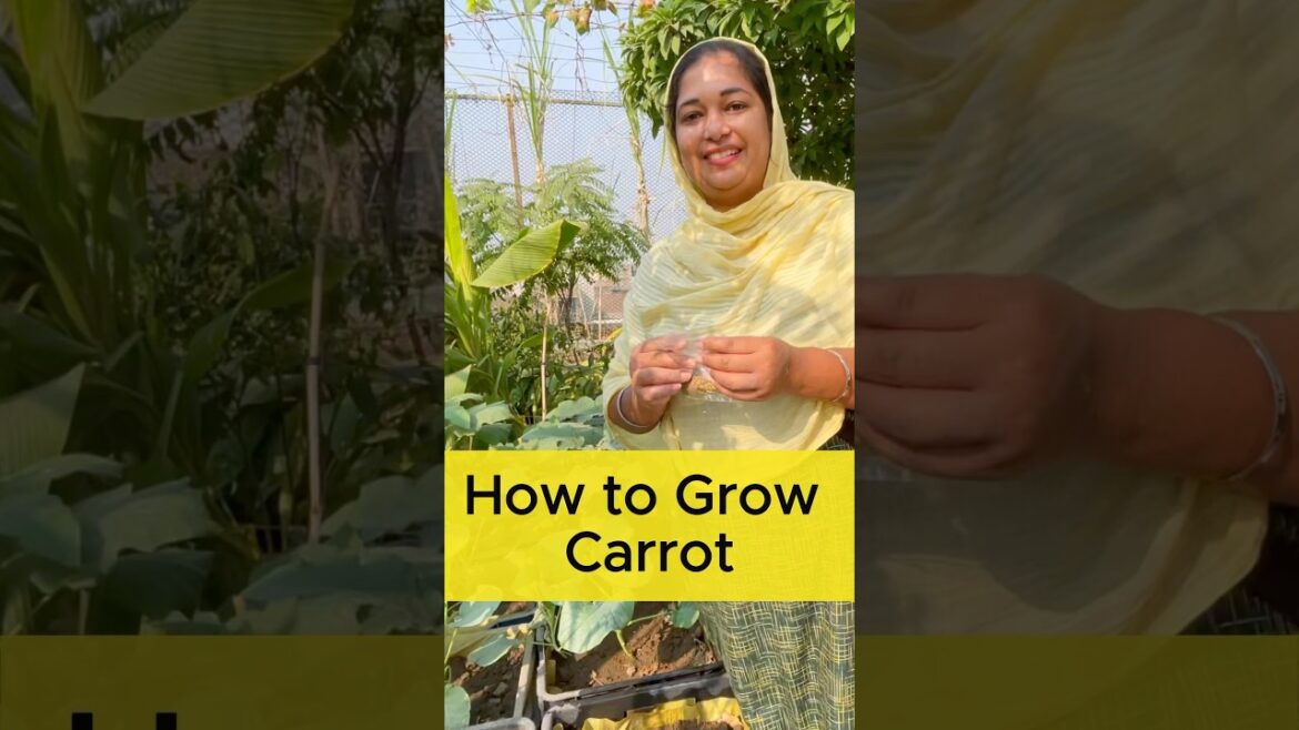 How to Grow Carrots in Pots: Easy Guide for Fresh Homegrown Carrots #carrot #rooftopgarden #organic