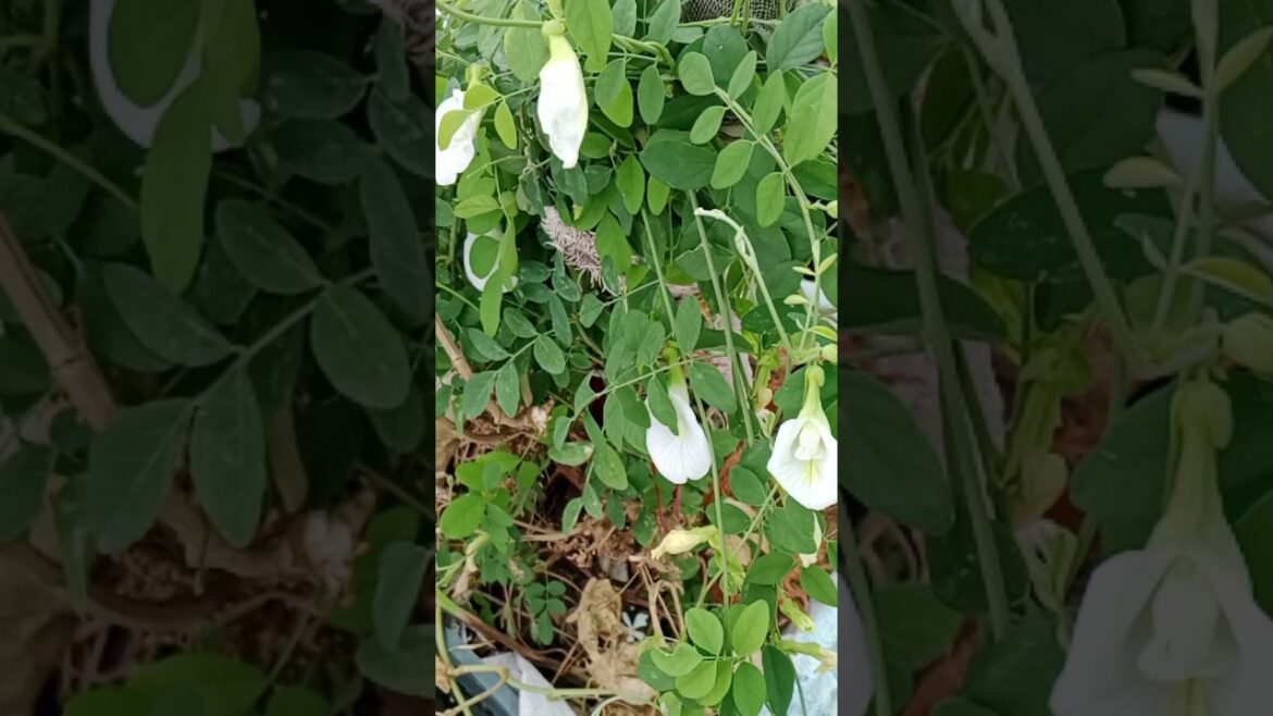 अपराजिता Plant Care Tips #aprajitaplant #shorts#garden #trending#ytshort