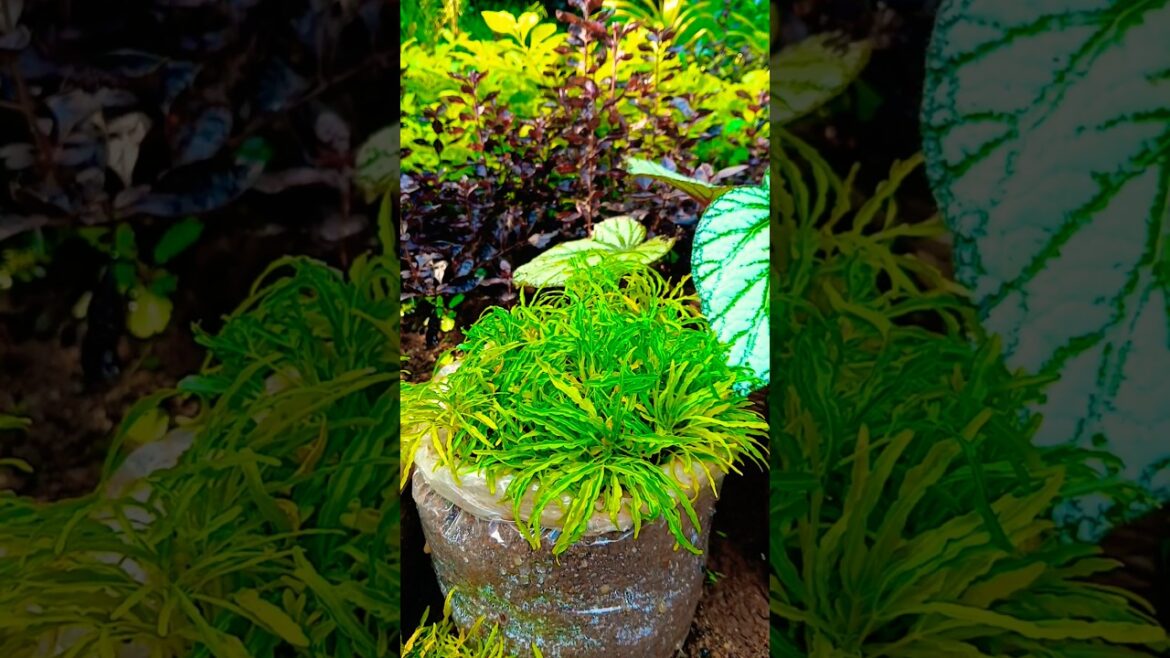 #aralia plant#aralia propagation easy method #stem propagation #new garden designs#new planting