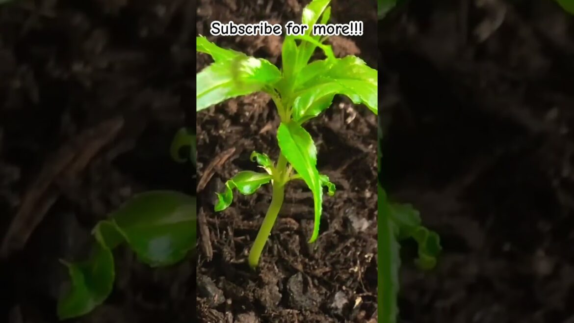 I Grew A Peach Tree From A Pit