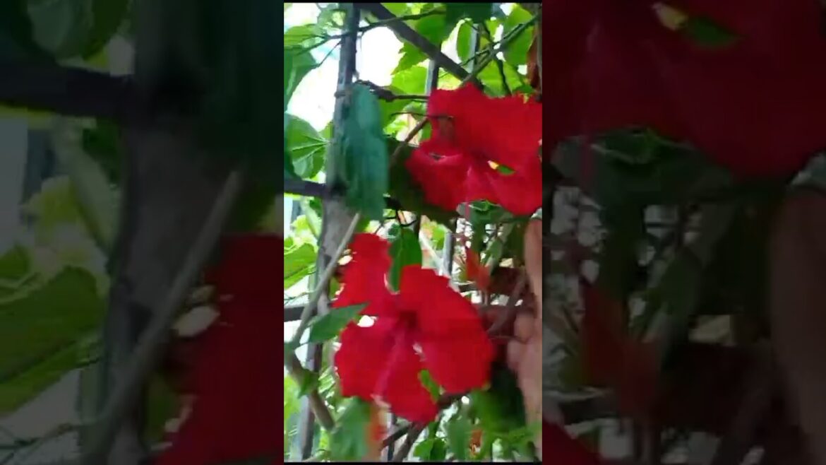ये पौधा सभी लगाते है?#hibiscus #gardening #plants #shorts#trending#flowers ये पौधा सभी लगाते है?#hibiscus #gardening #plants #shorts#trending#flowers