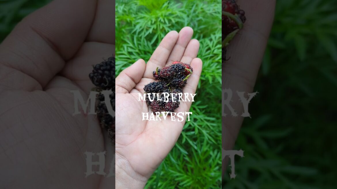 PICKING FRESH Mulberry Harvest #mulberryfruit #harvest