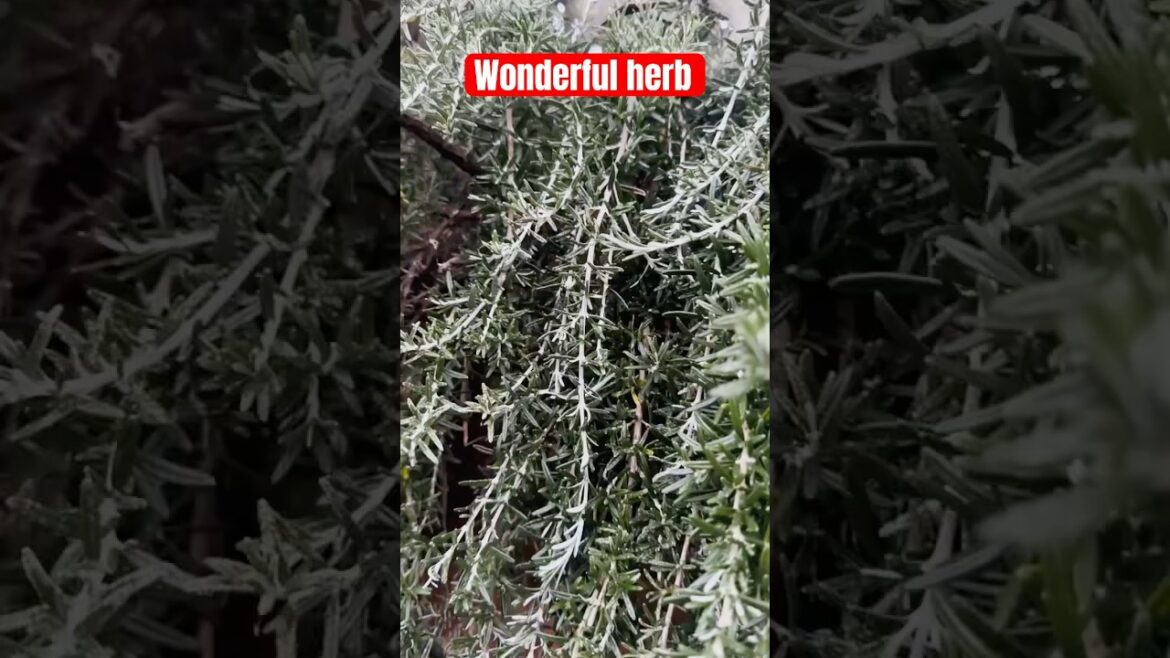 Grow Rosemary without Roots #gardening # herbs #telugushorts#teluguvlogs #ytshorts Grow Rosemary without Roots #gardening # herbs #telugushorts#teluguvlogs #ytshorts