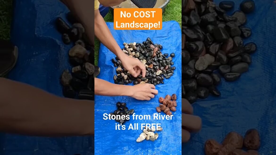 No Cost Landscape Free Colourful Stones from River with   Althernanthera Plants DIY Garden Ideas
