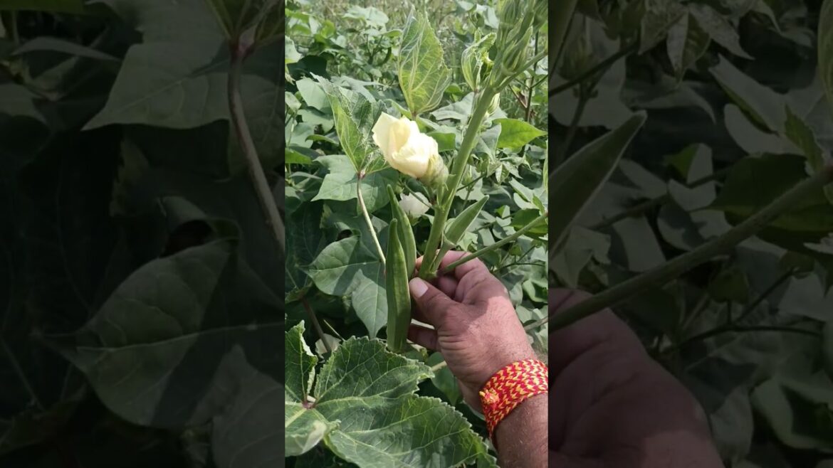 Deshi vegetable bhindi #vegetables garden #netural #tranding #shortvideo