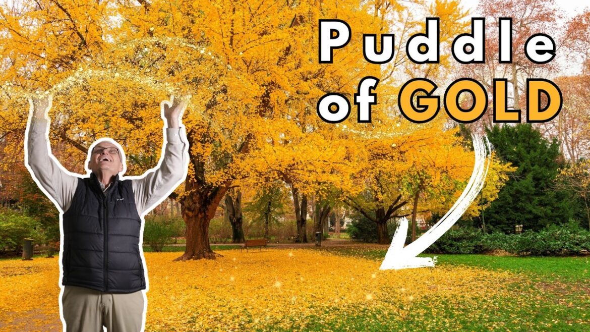 Must-Have Trees for Beautiful Fall Color | Fall Foliage Must-Have Trees for Beautiful Fall Color | Fall Foliage