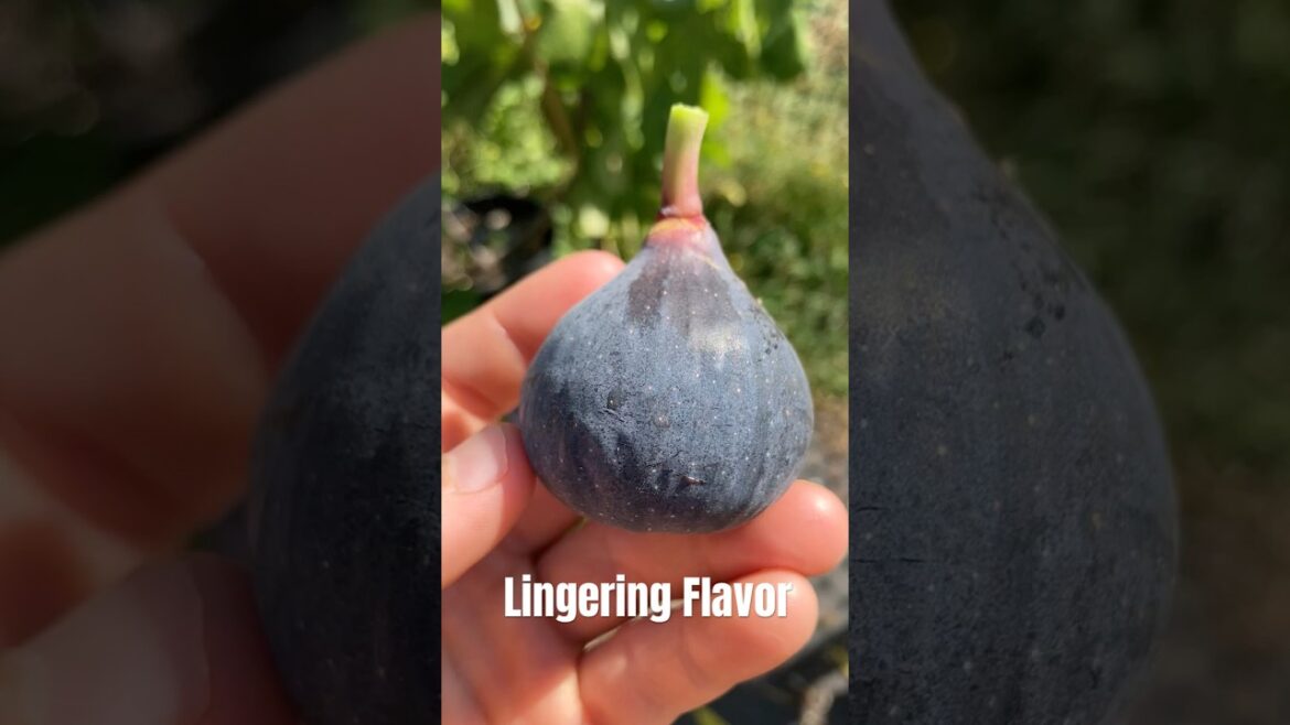Ham Ram - Synonym of Violette de Sollies #fig #figtree #figboss #gardeningtips #fruittrees