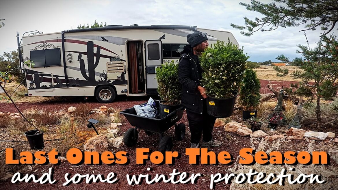 Freezing Temps Are Here, Last Plantings Of The Year Boxwoods, Fruit Trees & Arborvitae