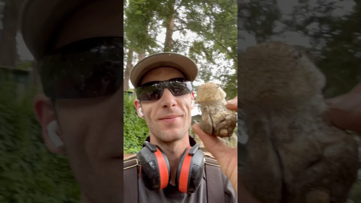 What Kinda Freaky Mushroom Is This 😅 #garden #gardening #shorts