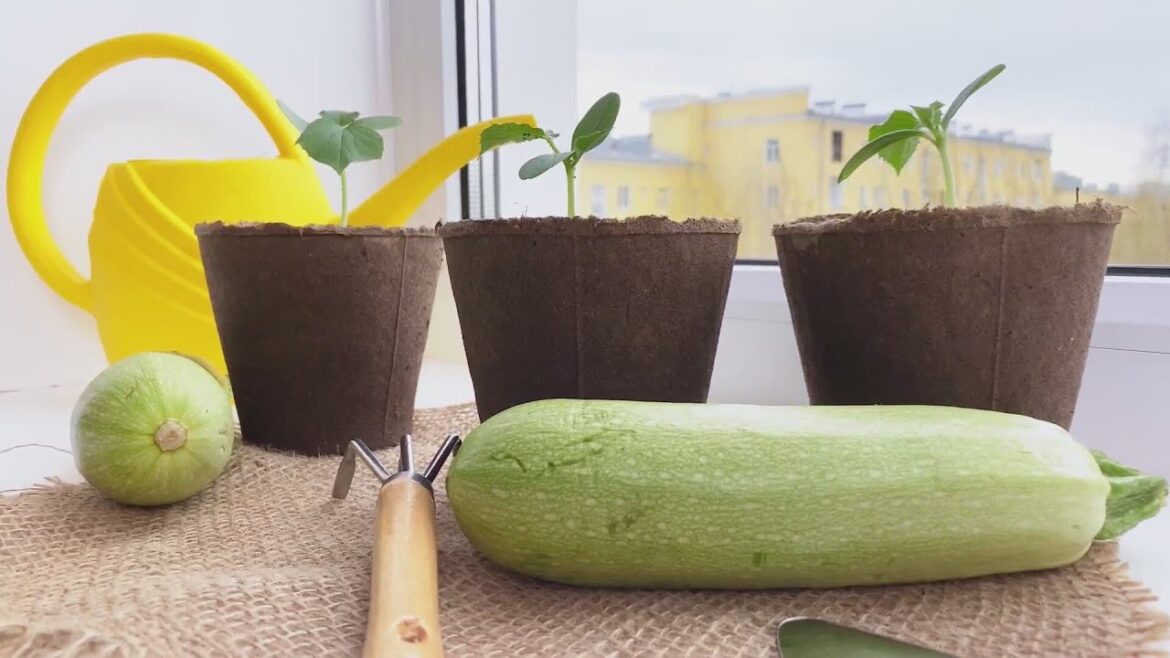 Weekend Gardening: Tips for beginners, how to remove mint plants, and tomatoes ideal for Illinois Weekend Gardening: Tips for beginners, how to remove mint plants, and tomatoes ideal for Illinois