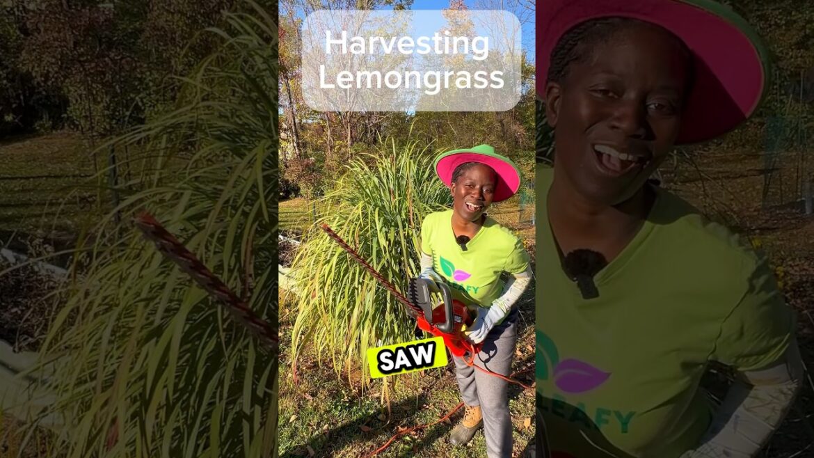 Add to YOUR herb garden😃