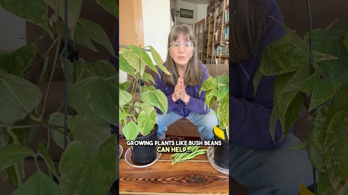 Stress Relief on Your Windowsill: Easy Bush Beans!