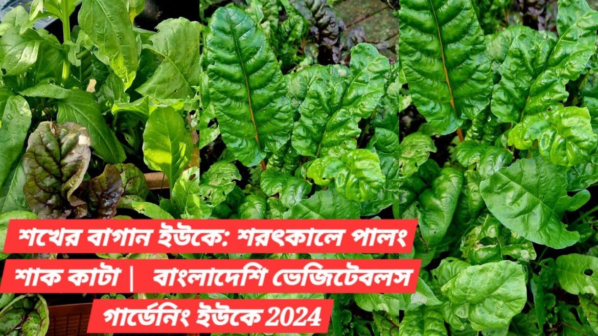 Hobbyist Garden UK: Harvesting Spinach in Autumn | Bangladeshi Vegetables Gardening UK 2024