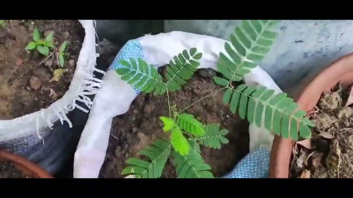 Grow Your OWN Home Vegetable Garden Easilyاپنے گھر کے سبزیوں کے باغ کو آسانی سے اگائیں!