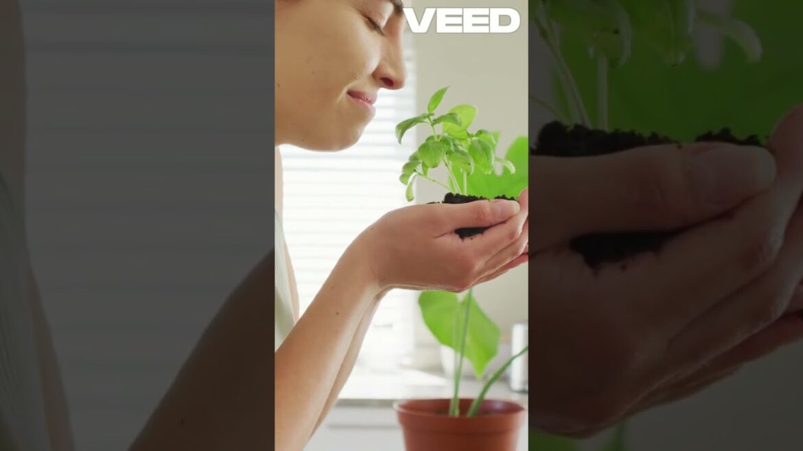 How to Harvest Basil for Continuous Growth #basil #gardening #harvest #plants