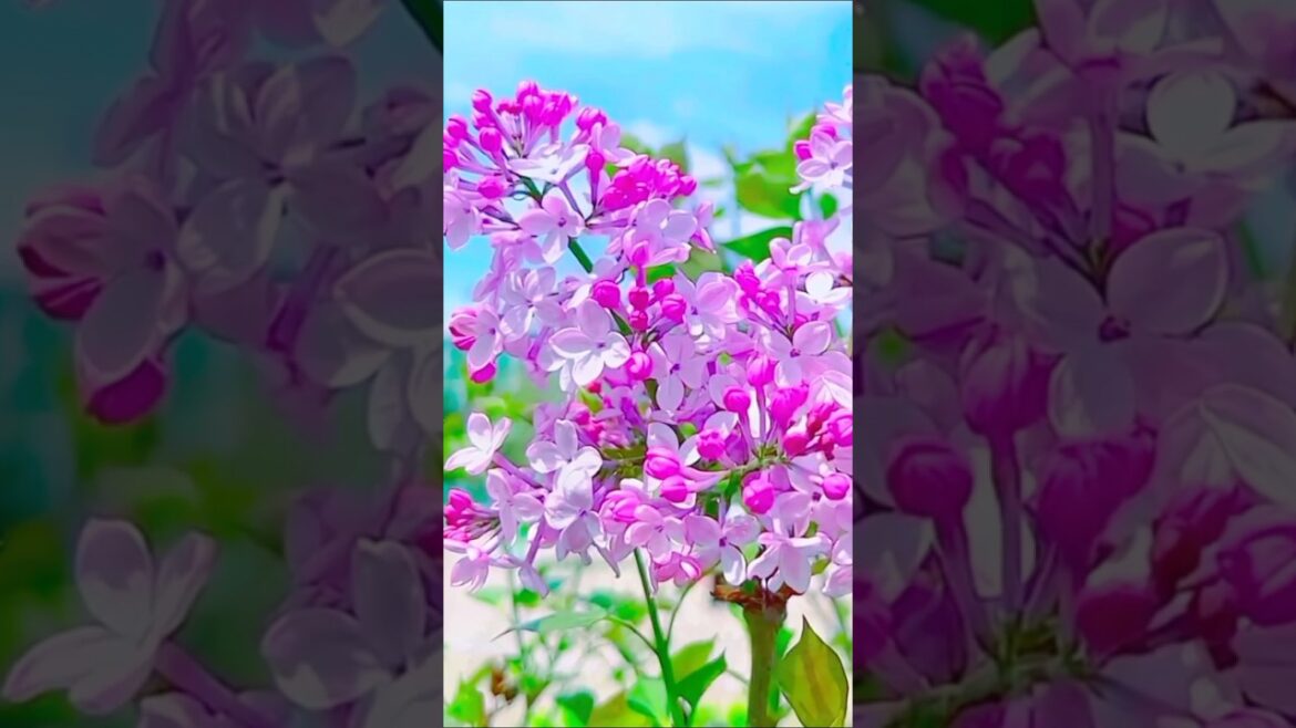 Nature’s Beauty: Amazing Flowers and Flower Gardens | #shorts #flowers Nature's Beauty: Amazing Flowers and Flower Gardens | #shorts #flowers