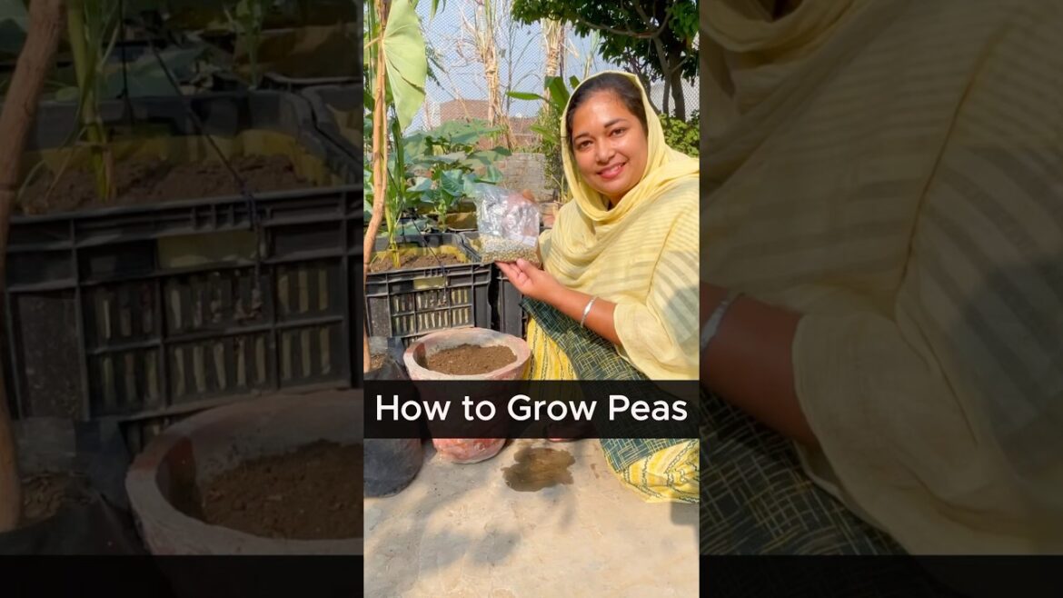 How to Grow Fresh Peas in Just 50 Days | Tips for Beginners to Grow Peas in Any Space #peas #organic How to Grow Fresh Peas in Just 50 Days | Tips for Beginners to Grow Peas in Any Space #peas #organic