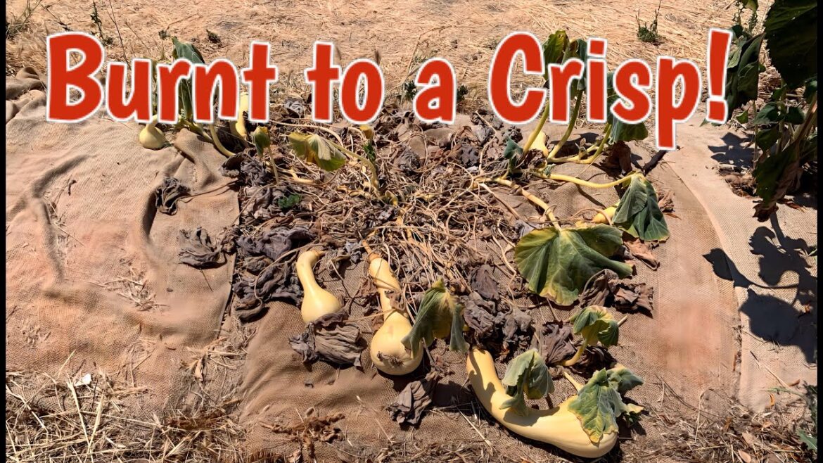 My Front Yard Garden is Toast!